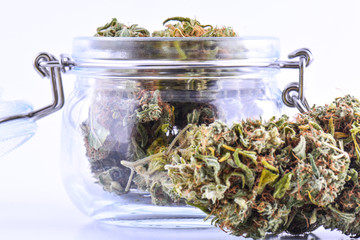 A large buds of fresh cannabis harvest in the hands. Concepts of cultivating grow medical marijuana close up