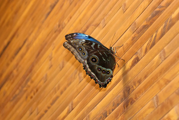 butterfly Morpho peleides (Peleides blue or common morpho, or the emperor) sits on a wooden wall...