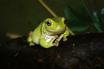 Australian green tree frog (Litoria caerulea, White's or dumpy tree frog) closeup on a dark background
