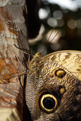 Fototapeta premium butterfly Caligo memnon (giant owl or pale owl) on a tree trunk on a dark background closeup