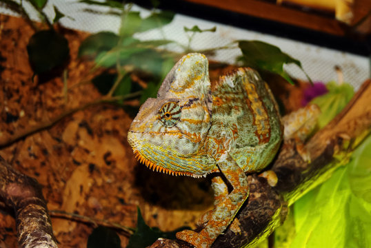 veiled chameleon (Chamaeleo calyptratus, cone-head or Yemen chameleon) in the terrarium in profile