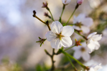 Cherry Blossom