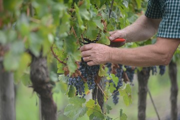 イタリア、トスカーナの秋のぶどう収穫風景