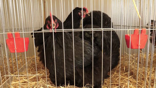 Black chickens in cages
