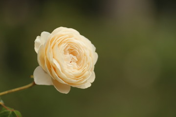 Light White Cream Rose / Flower for a Wedding 