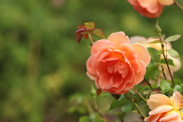 Peach Colored / Orange Pastel Rose / Flower 