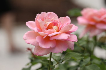 Pink Blossomed Rose / Flower  