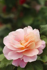 Naklejka na ściany i meble Beautiful Pink Colorful Rose in a Garden Bush / Flower 