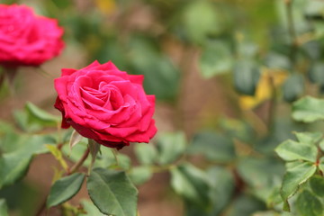 Magenta Rose Bush 