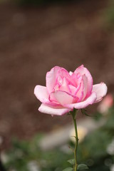Small Pastel Pink Rose /  Flower with Stem 