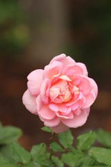 Pastel Pink Rose 