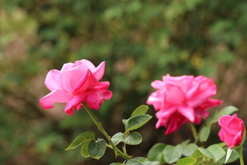 Obraz premium Pink Roses / Flowers 