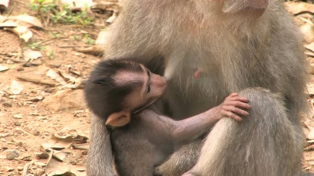 Monkey Sucking Dick