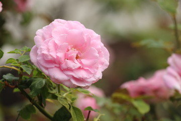 Light Baby Pink Rose Close Up in the Garden