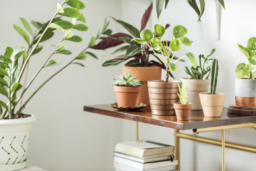 The modern room interior with a lot of different plants in design pots on the brown vintage shelf. ...