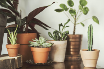 Various pots with plants 