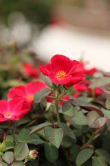 Little Pink Magenta Flowers