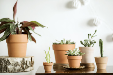 Modern and stylish composition of home garden with differents plants on the brown table. 