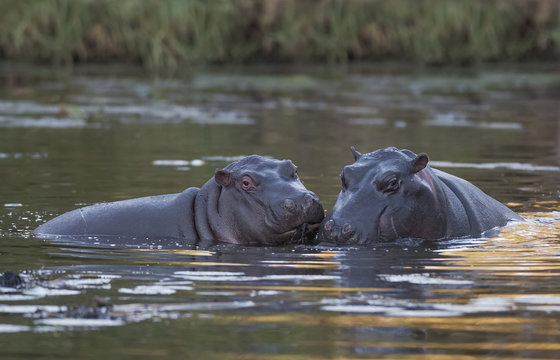 Hippopotamus , Kruger National Park , Africa
