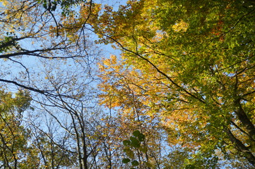 Forêt de Haye