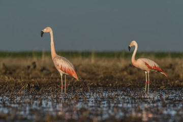 Flamingos, Patagonia Argentina