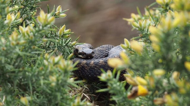 Adder Snake ( Vipera berus ) Laying on a Gorse Bush.