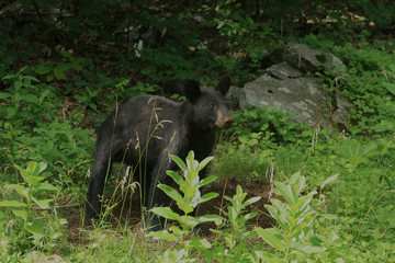 Bear in wild in the woods at Skyline Drive