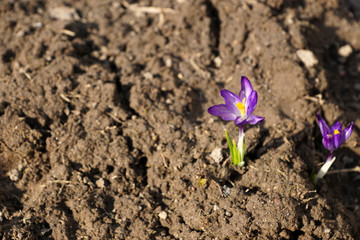 The first flower of spring. Lilac crocus