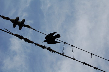  crow on wire