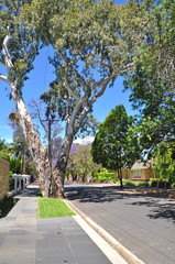 Little suburban street full of green trees. Adelaide, Australia