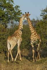 Naklejka na ściany i meble Giraffa, Kruger National Park