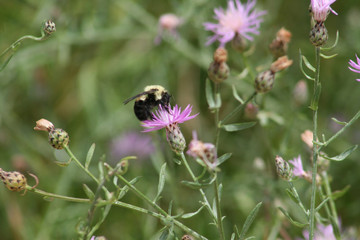 closeup of bumblebee on purple flowers in forest