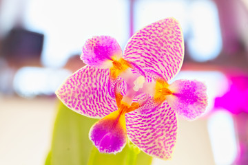 Beautiful rare orchid in pot on white background