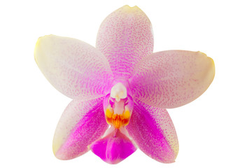 Beautiful rare orchid in pot on white background