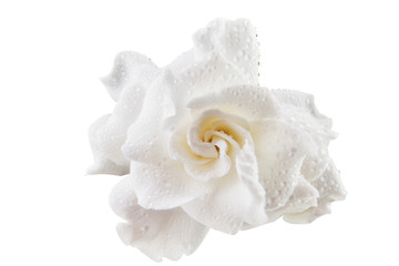 beautiful white flower gardenia on  White background