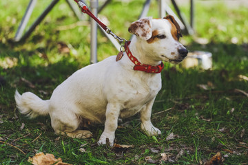 Beautiful dog Jack Russell Terrier in the park, in the forest