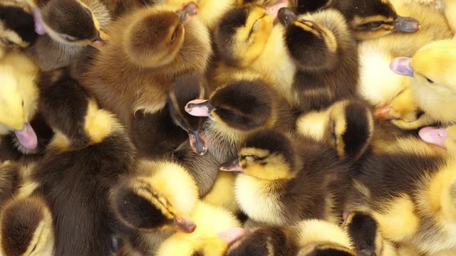 Industrial poultry agriculture, ducklings on farm, top view