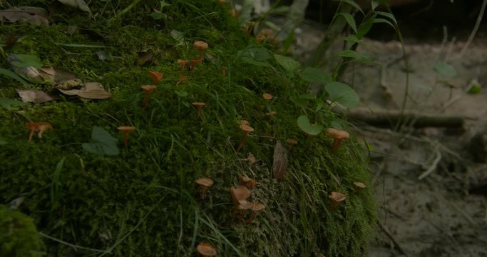 mushrooms and ferns