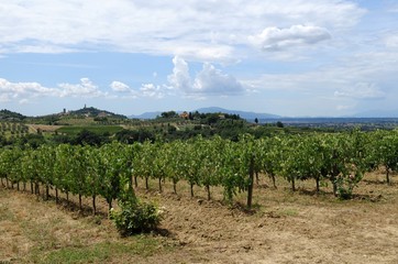 Fototapeta premium イタリア、トスカーナの秋のぶどう収穫風景