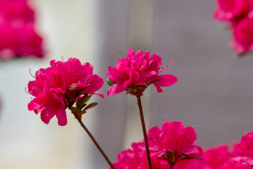 Obraz premium Flower