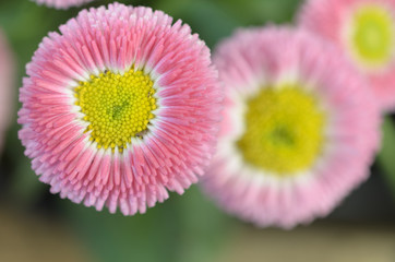 A rosy pink flower with a yellow center.