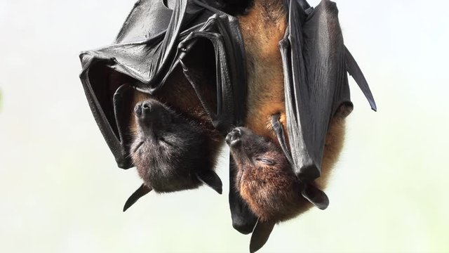 Flying foxes sleep upside down