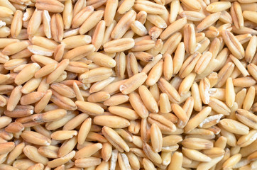 Grains of ripe cereal crops.