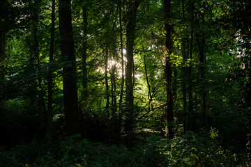 Fototapeta na wymiar Golden sunlight between densely packed trees in Haagse Bos, forest in The Hague