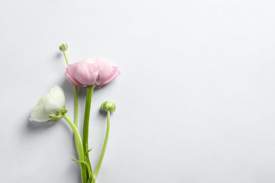 Beautiful ranunculus flowers on white background