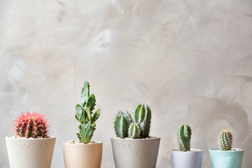 Beautiful cactuses in pots on light background