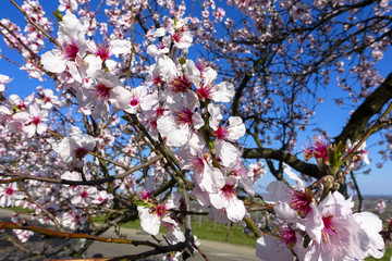 wonderful pink almond and cherry blossom trees in spring in Palatinate, Germany, an avenue of flowers at the southern wine route
