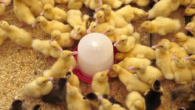 Baby ducks factory farm