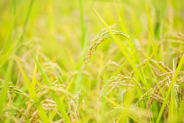 scarecrow was set up in golden rice field of Thailand, Golden Blurry rice grain in foreground and background