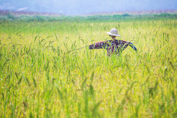 Fototapeta na wymiar scarecrow was set up in golden rice field of Thailand, Golden Blurry rice grain in foreground and background